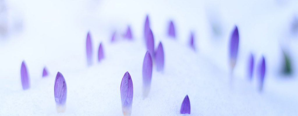 krokusse_schnee